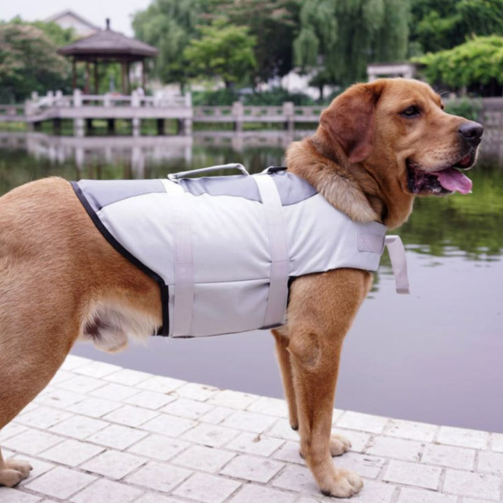 Why Your Pet Needs an Adjustable Life Jacket for Summer Adventures