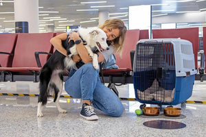 Planning Comfortable Pet Travel