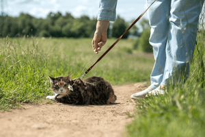 Making Daily Walks More Enjoyable