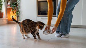 Building Better Pet Feeding Habits