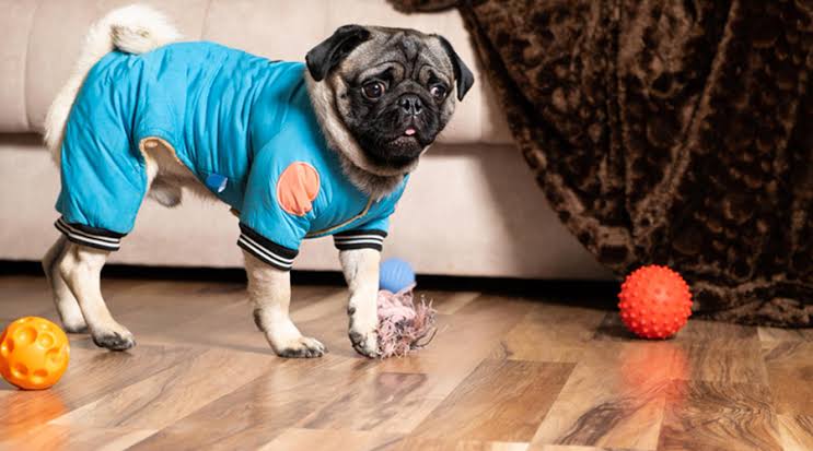 Choosing Cozy Clothes For Pets